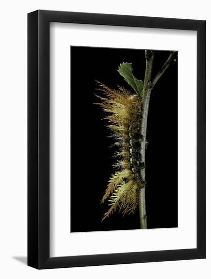 Automeris Egeus (Moth) - Caterpillar-Paul Starosta-Framed Photographic Print