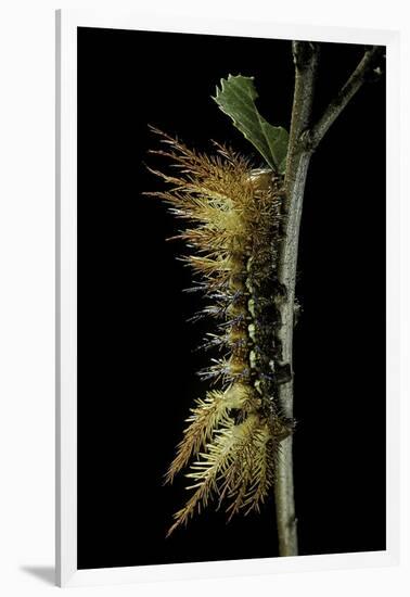 Automeris Egeus (Moth) - Caterpillar-Paul Starosta-Framed Photographic Print