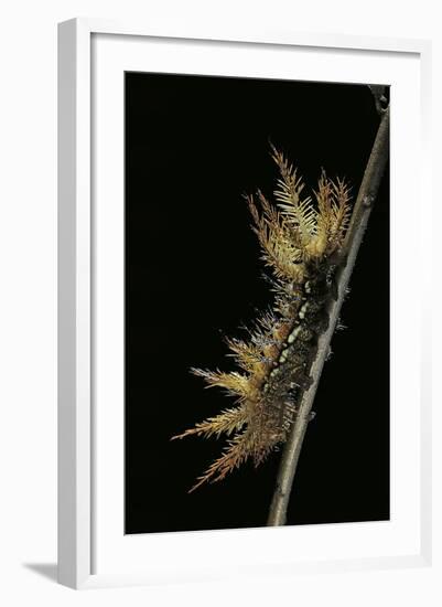 Automeris Egeus (Moth) - Caterpillar-Paul Starosta-Framed Photographic Print