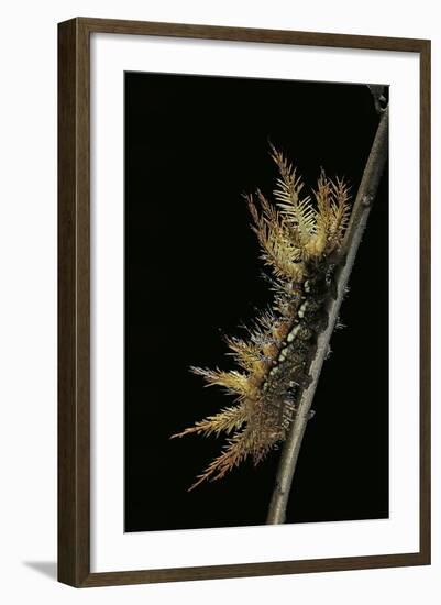 Automeris Egeus (Moth) - Caterpillar-Paul Starosta-Framed Photographic Print