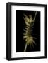 Automeris Egeus (Moth) - Caterpillar-Paul Starosta-Framed Photographic Print