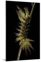 Automeris Egeus (Moth) - Caterpillar-Paul Starosta-Mounted Photographic Print