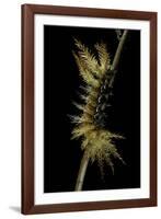 Automeris Egeus (Moth) - Caterpillar-Paul Starosta-Framed Photographic Print