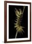 Automeris Egeus (Moth) - Caterpillar-Paul Starosta-Framed Photographic Print