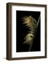 Automeris Egeus (Moth) - Caterpillar-Paul Starosta-Framed Photographic Print