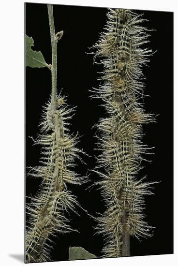 Automeris Egeus (Moth) - Caterpillars-Paul Starosta-Mounted Premium Photographic Print