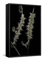 Automeris Egeus (Moth) - Caterpillars-Paul Starosta-Framed Stretched Canvas