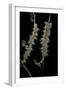 Automeris Egeus (Moth) - Caterpillars-Paul Starosta-Framed Premium Photographic Print