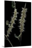 Automeris Egeus (Moth) - Caterpillars-Paul Starosta-Mounted Premium Photographic Print