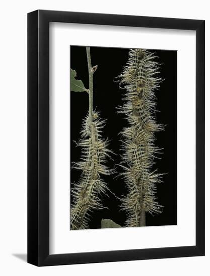 Automeris Egeus (Moth) - Caterpillars-Paul Starosta-Framed Photographic Print