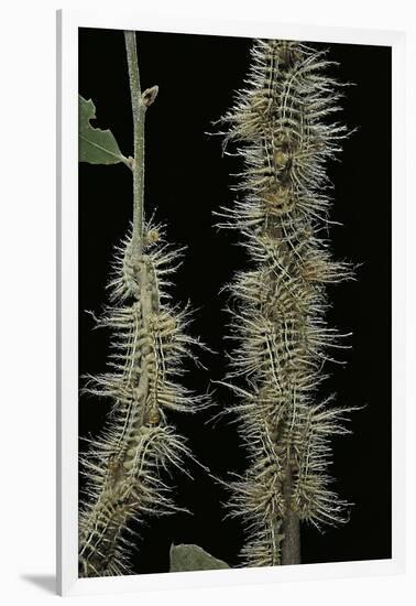 Automeris Egeus (Moth) - Caterpillars-Paul Starosta-Framed Photographic Print