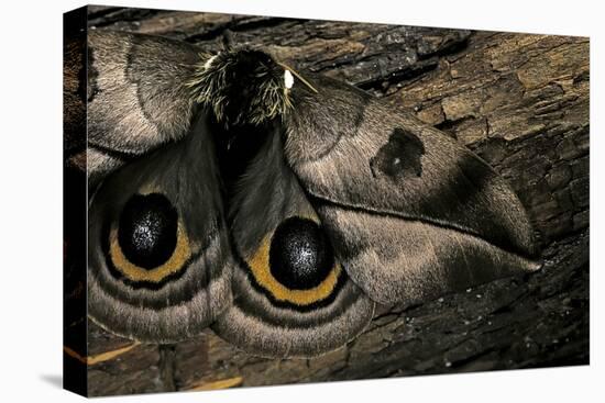 Automeris Harrisorum (Moth) - Wings Detail-Paul Starosta-Stretched Canvas