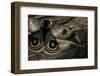 Automeris Harrisorum (Moth) - Wings Detail-Paul Starosta-Framed Photographic Print