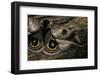 Automeris Harrisorum (Moth) - Wings Detail-Paul Starosta-Framed Photographic Print