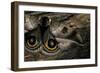 Automeris Harrisorum (Moth) - Wings Detail-Paul Starosta-Framed Photographic Print