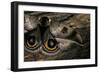 Automeris Harrisorum (Moth) - Wings Detail-Paul Starosta-Framed Photographic Print