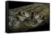 Automeris Harrisorum (Moth)-Paul Starosta-Framed Stretched Canvas