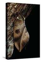 Automeris Harrisorum (Moth)-Paul Starosta-Stretched Canvas