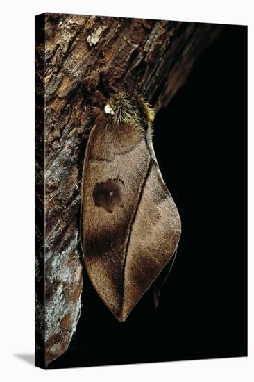 Automeris Harrisorum (Moth)-Paul Starosta-Stretched Canvas