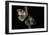 Automeris Harrisorum (Moth)-Paul Starosta-Framed Photographic Print