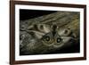 Automeris Harrisorum (Moth)-Paul Starosta-Framed Photographic Print