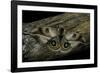 Automeris Harrisorum (Moth)-Paul Starosta-Framed Photographic Print