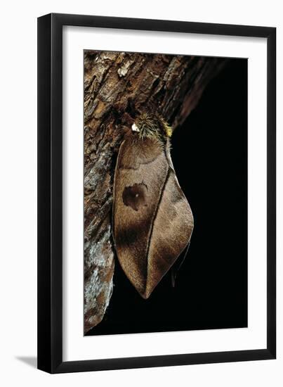 Automeris Harrisorum (Moth)-Paul Starosta-Framed Photographic Print