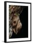 Automeris Harrisorum (Moth)-Paul Starosta-Framed Photographic Print