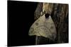 Automeris Liberia (Moth)-Paul Starosta-Stretched Canvas
