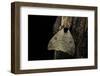 Automeris Liberia (Moth)-Paul Starosta-Framed Photographic Print