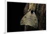 Automeris Liberia (Moth)-Paul Starosta-Framed Photographic Print