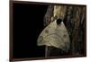 Automeris Liberia (Moth)-Paul Starosta-Framed Photographic Print