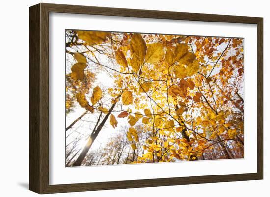 automn song-Viviane Fedieu Danielle-Framed Photographic Print