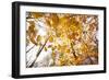 automn song-Viviane Fedieu Danielle-Framed Photographic Print