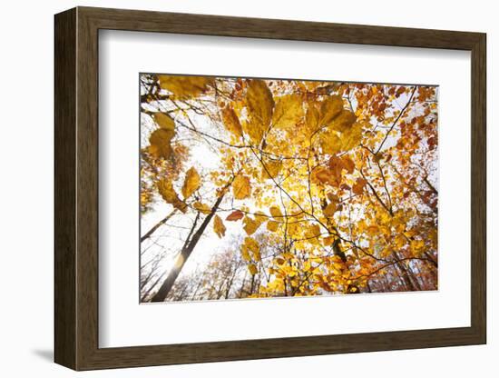 automn song-Viviane Fedieu Danielle-Framed Photographic Print