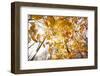 automn song-Viviane Fedieu Danielle-Framed Photographic Print