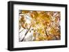 automn song-Viviane Fedieu Danielle-Framed Photographic Print