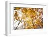 automn song-Viviane Fedieu Danielle-Framed Photographic Print