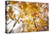 automn song-Viviane Fedieu Danielle-Stretched Canvas