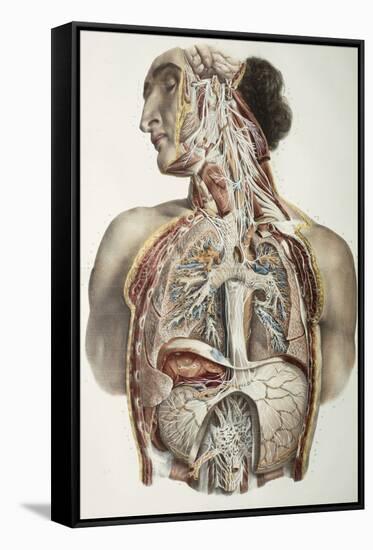 Autonomic Nerves, 1844 Artwork-Science Photo Library-Framed Stretched Canvas