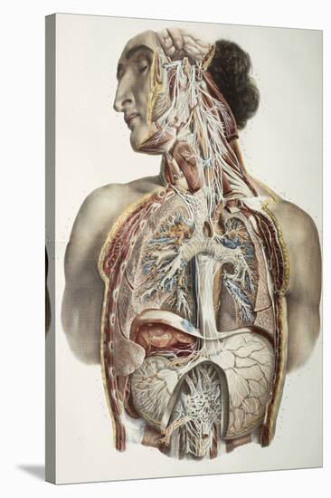 Autonomic Nerves, 1844 Artwork-Science Photo Library-Stretched Canvas