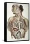 Autonomic Nerves, 1844 Artwork-Science Photo Library-Framed Stretched Canvas