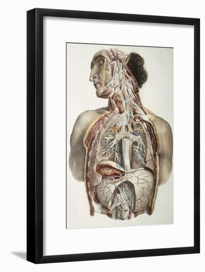 Autonomic Nerves, 1844 Artwork-Science Photo Library-Framed Photographic Print