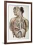 Autonomic Nerves, 1844 Artwork-Science Photo Library-Framed Photographic Print