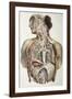 Autonomic Nerves, 1844 Artwork-Science Photo Library-Framed Photographic Print