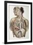 Autonomic Nerves, 1844 Artwork-Science Photo Library-Framed Photographic Print