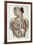 Autonomic Nerves, 1844 Artwork-Science Photo Library-Framed Photographic Print