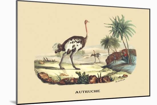 Autruche (Ostrich)-E.f. Noel-Mounted Art Print