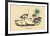 Autruche (Ostrich)-E.f. Noel-Framed Premium Giclee Print