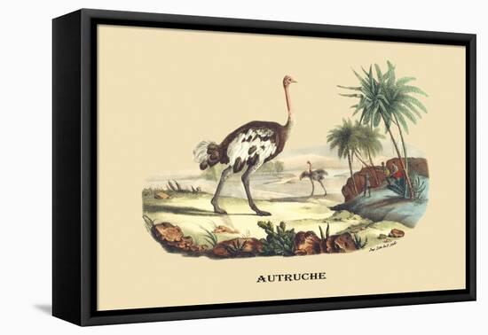 Autruche (Ostrich)-E.f. Noel-Framed Stretched Canvas